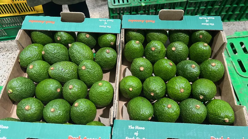 Hass Avocados (Export Grade)